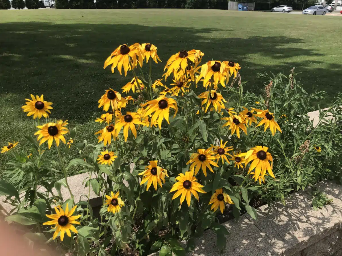 Arisa Health - Hero Image